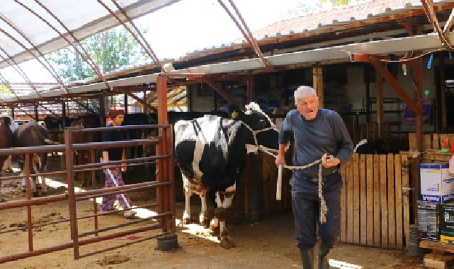 Büyükşehir Belediyesi’nin hayvan üreticilerine desteği sürüyor